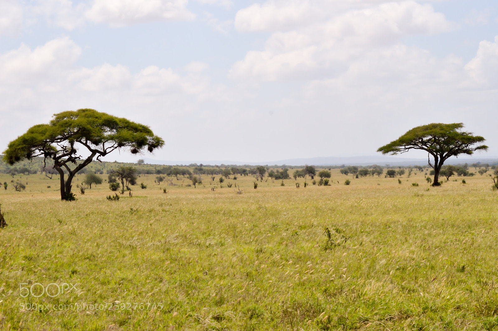 Nikon D3200 sample photo. View of the tsavo photography