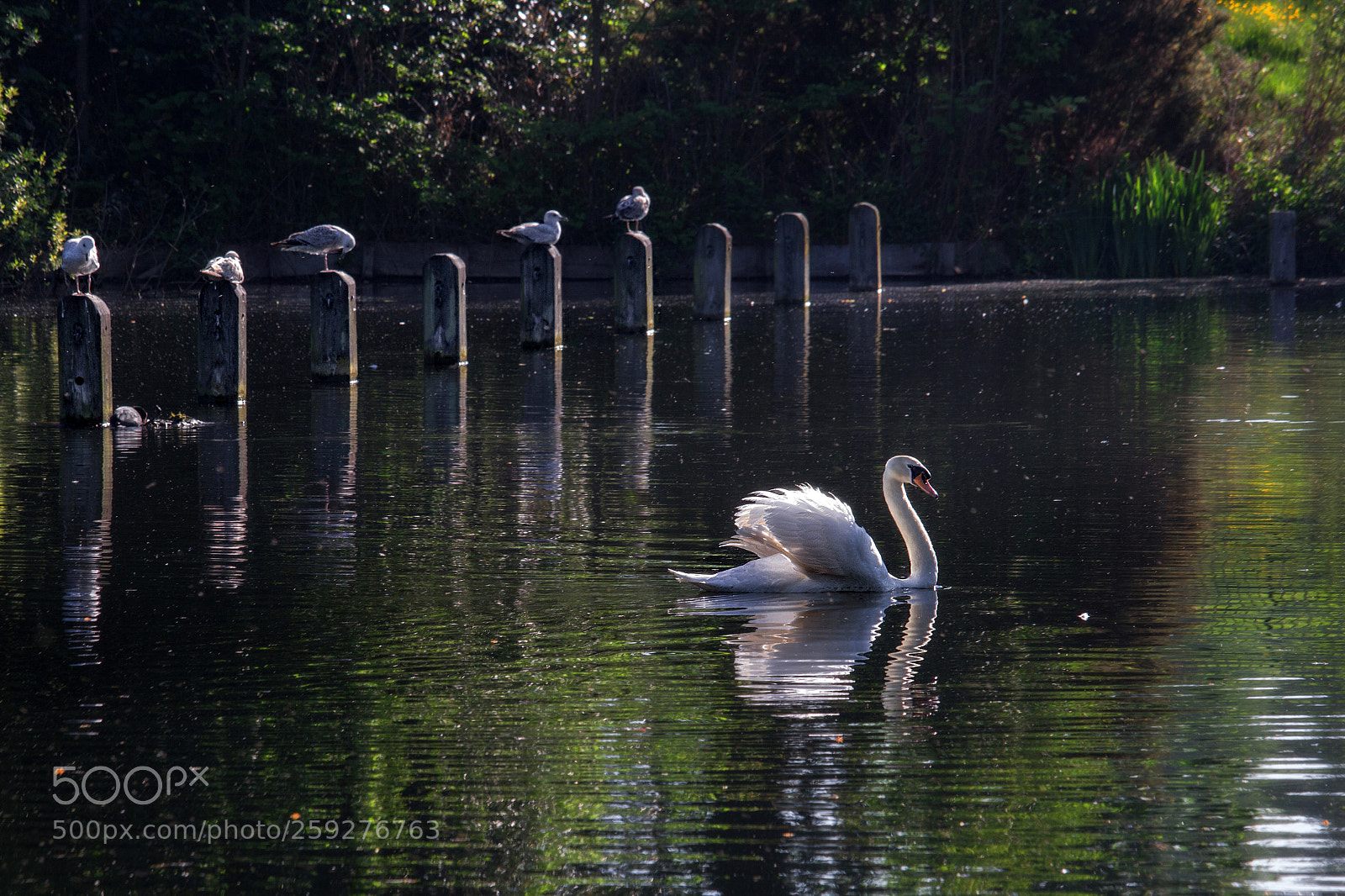 Canon EOS 60D sample photo. Graceful passage photography