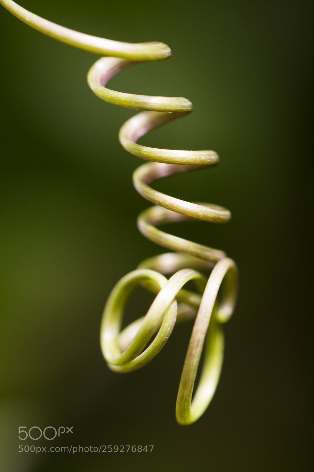 Canon EOS 600D (Rebel EOS T3i / EOS Kiss X5) sample photo. Natural spiral photography