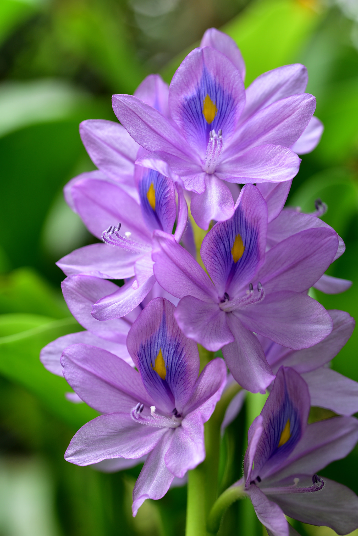 Sigma 105mm F2.8 EX DG OS HSM sample photo. 鳳眼花 photography