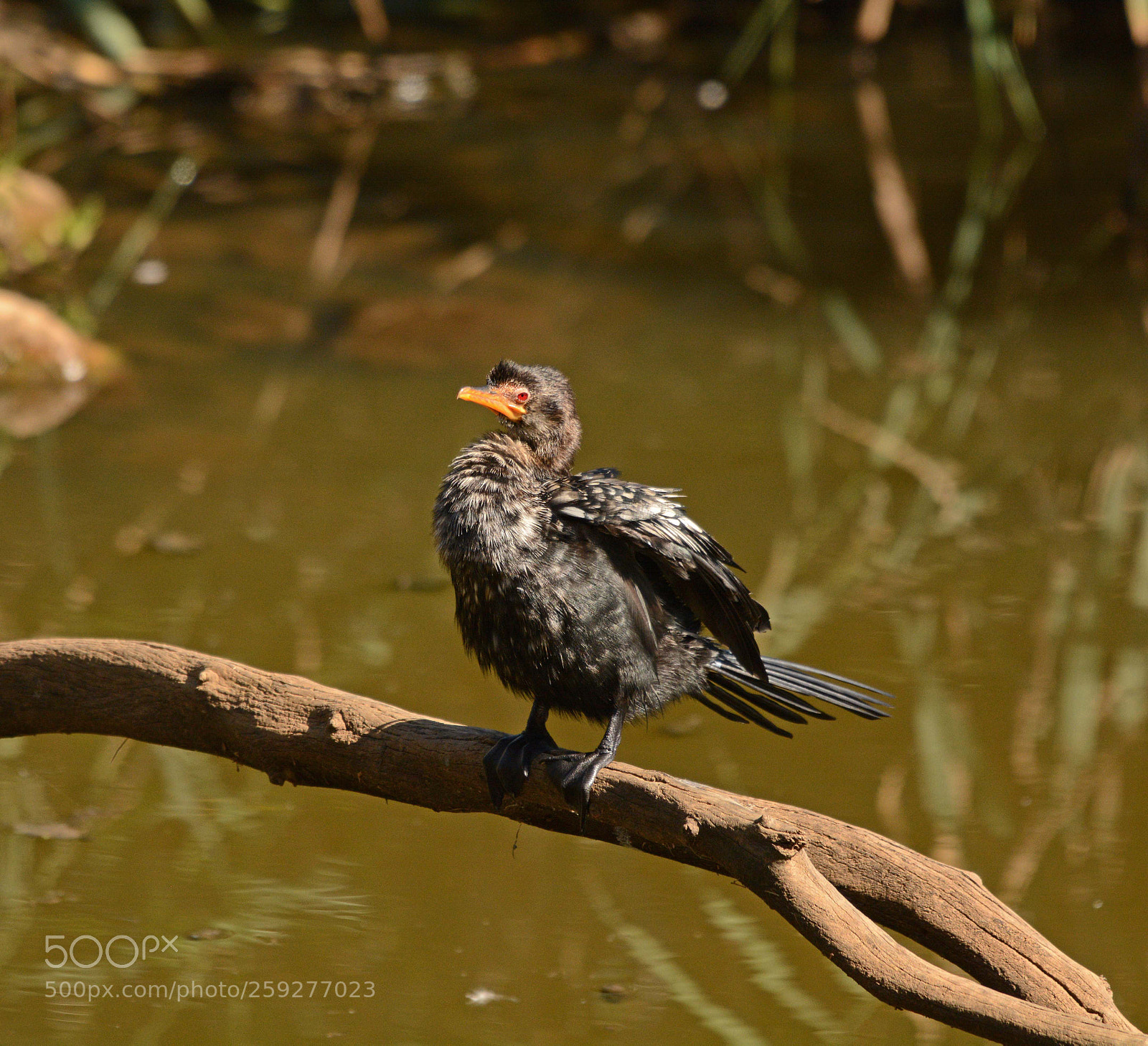 Nikon D7100 sample photo. Reed cormorant photography