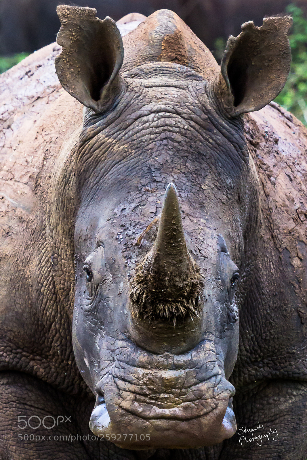 Canon EOS 60D sample photo. Rhino closeup photography