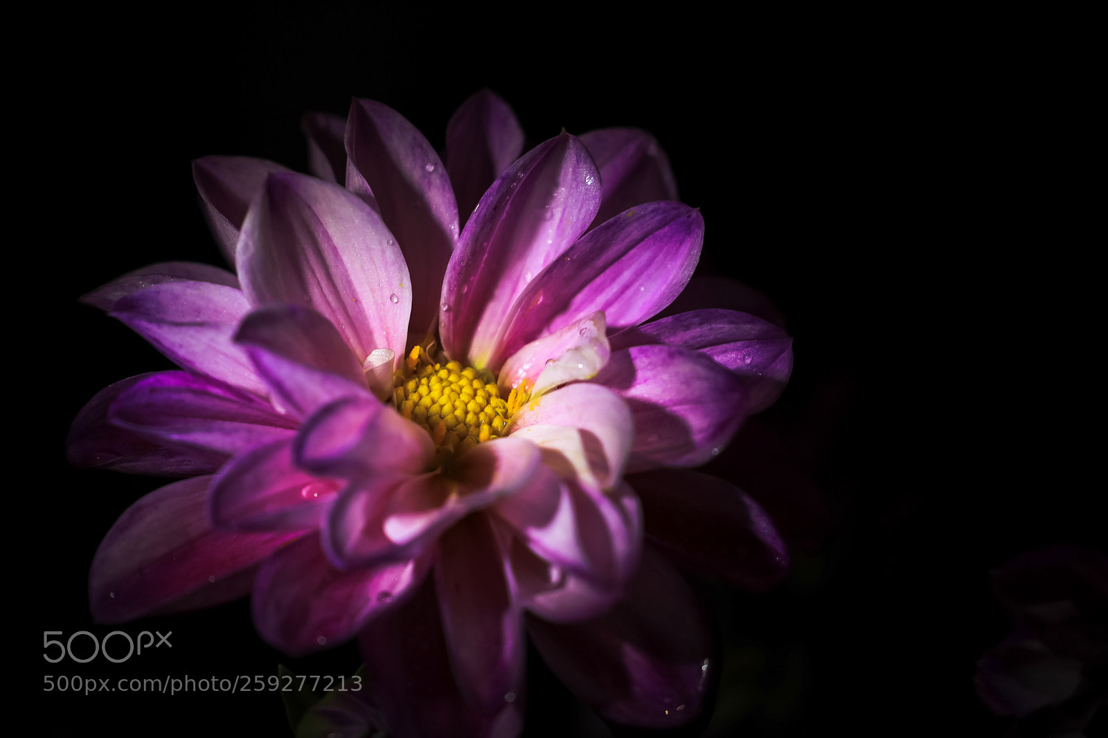 Canon EOS 5D Mark IV sample photo. Blossoms  photography