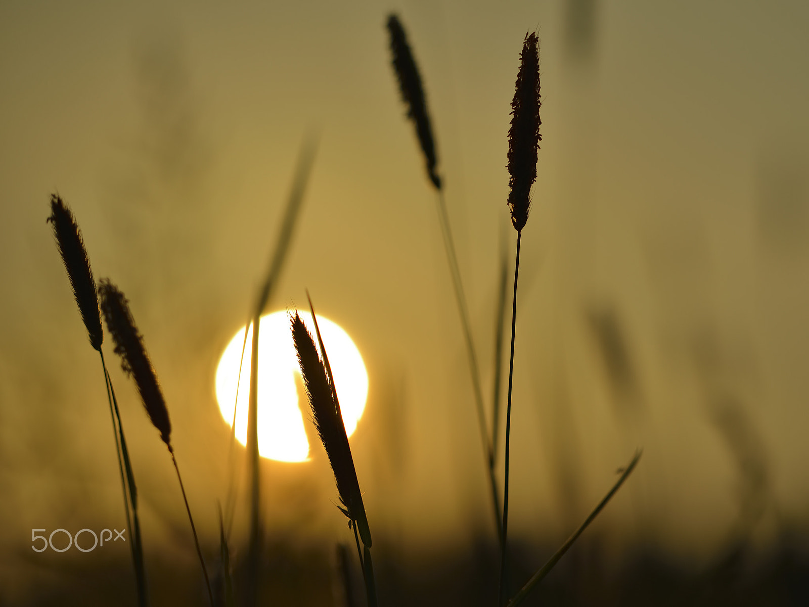 Zeiss Milvus 85mm f/1.4 sample photo. Shadows at dusk / ombres au couchant photography