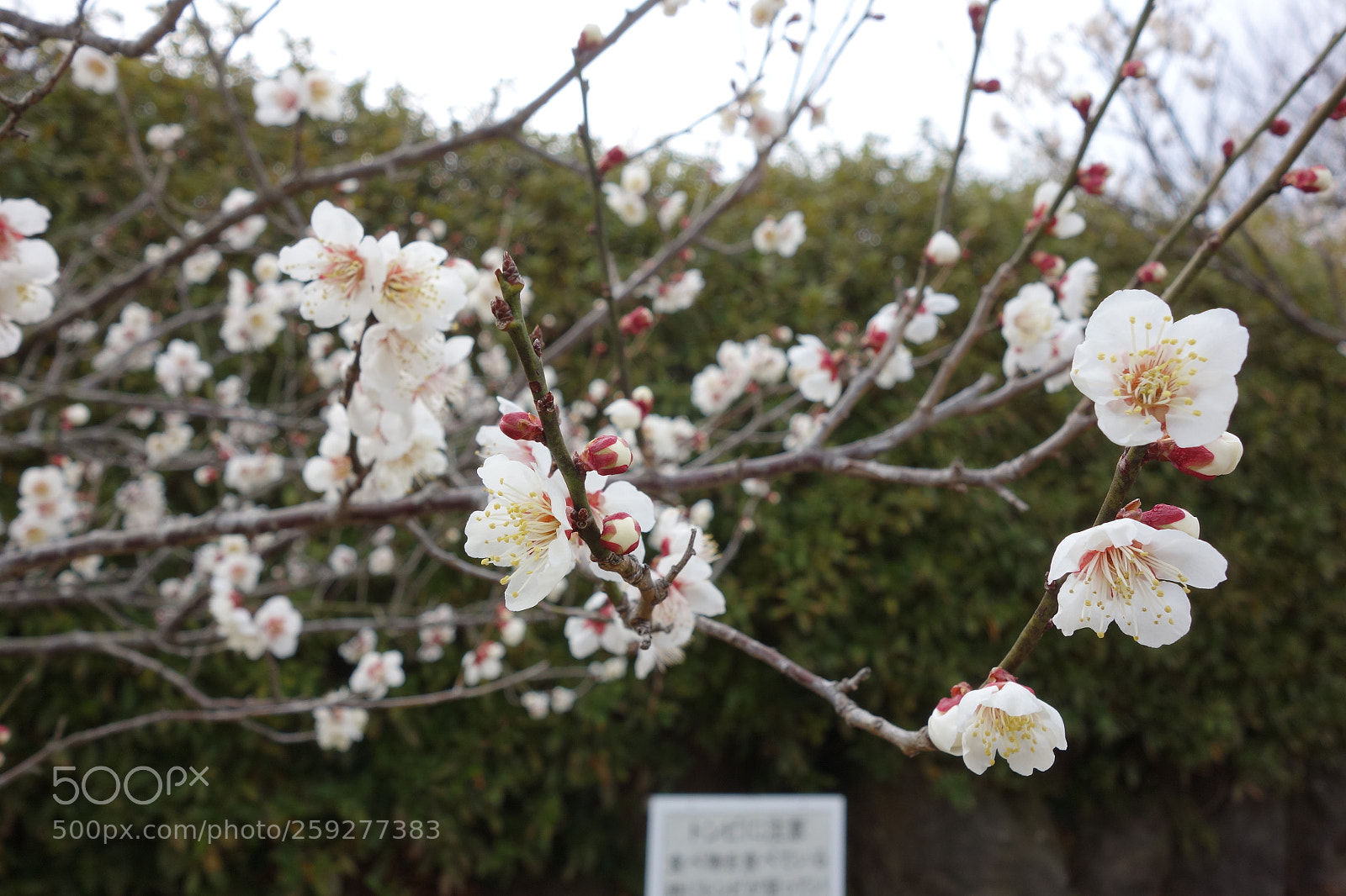 Sony Cyber-shot DSC-RX100 sample photo. Japanese plum blossom photography