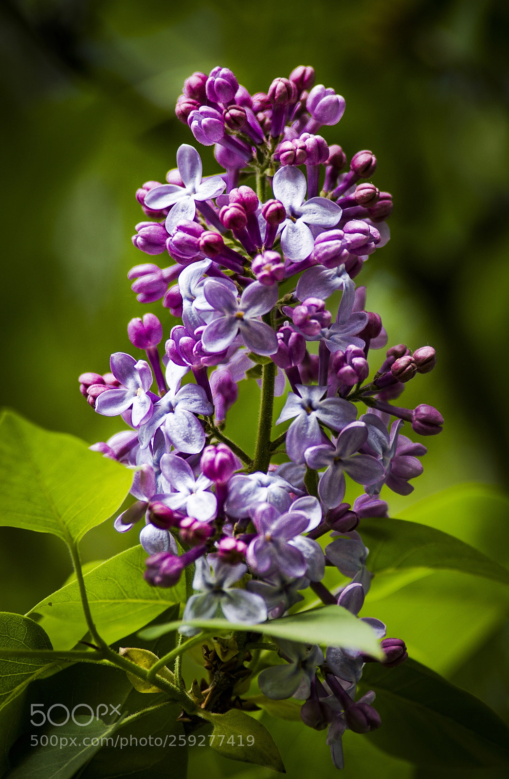 Pentax K-S2 sample photo. Syringa vulgaris photography