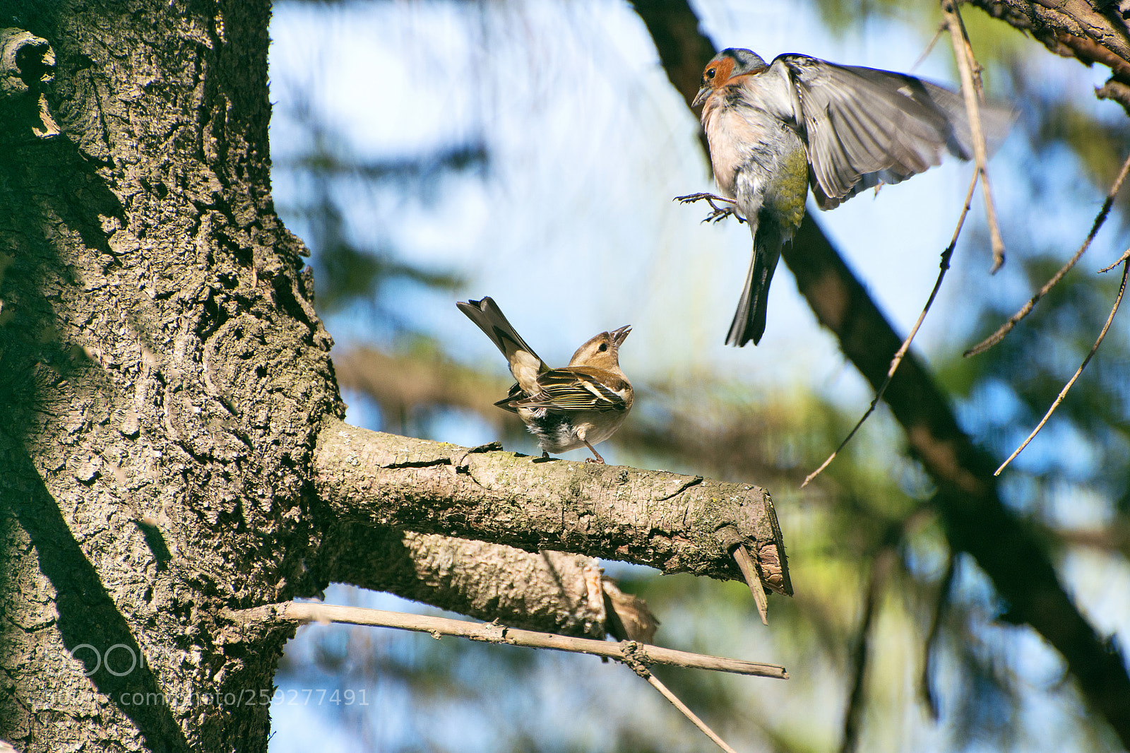 Nikon D7200 sample photo. Зяблики photography