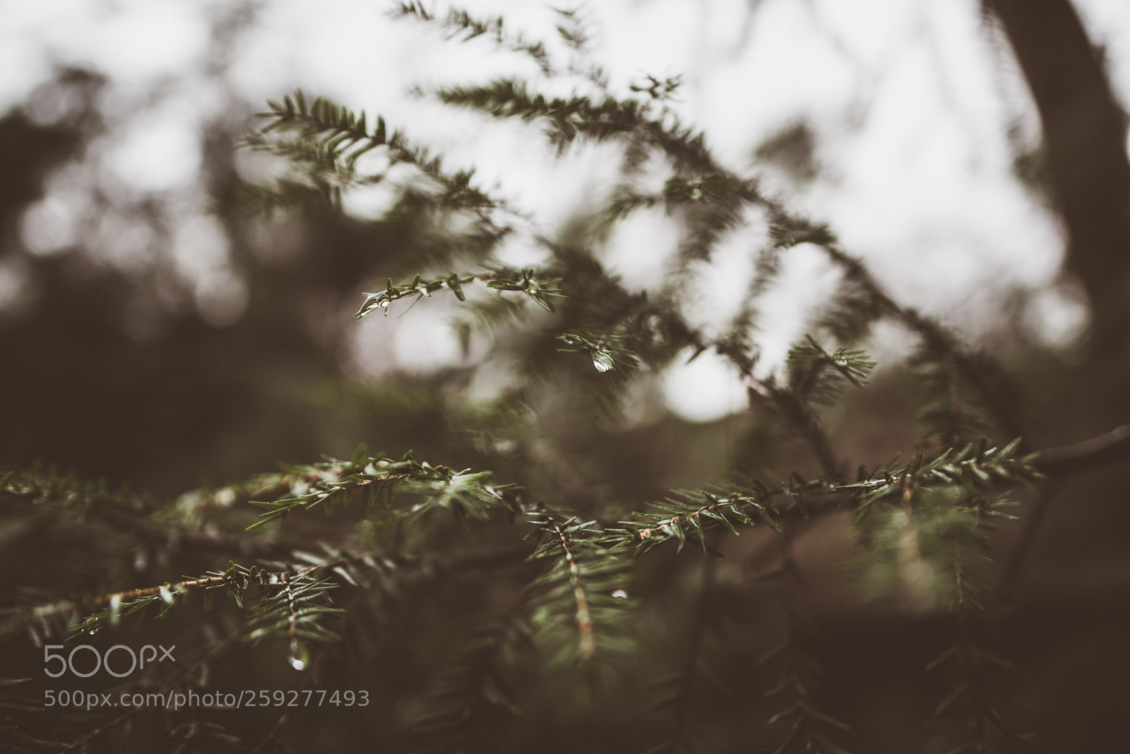 Nikon D750 sample photo. Botanical garden photography