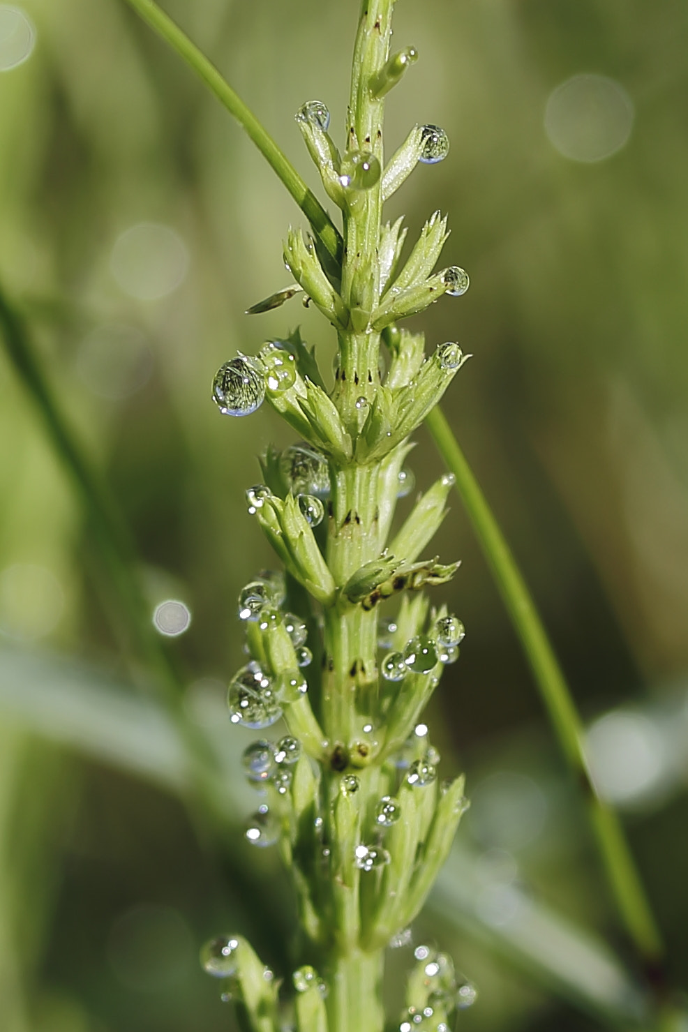 Canon EF 100-400mm F4.5-5.6L IS USM sample photo. Mg photography