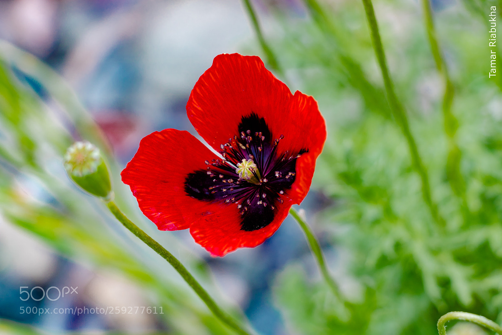 Canon EOS 750D (EOS Rebel T6i / EOS Kiss X8i) sample photo. Poppy in the field photography