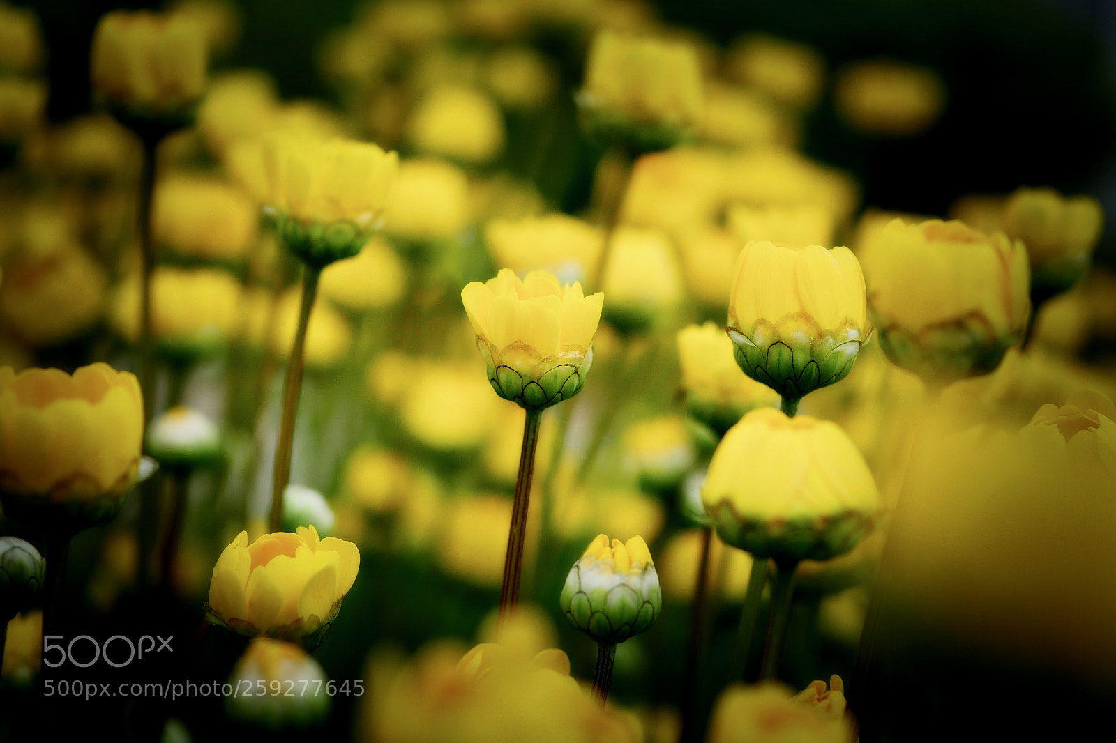 Panasonic Lumix DMC-GX8 sample photo. Yellow yellow photography