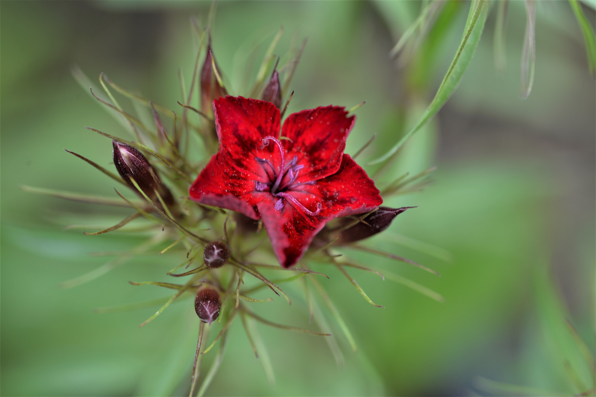 Sigma 105mm F2.8 EX DG OS HSM sample photo