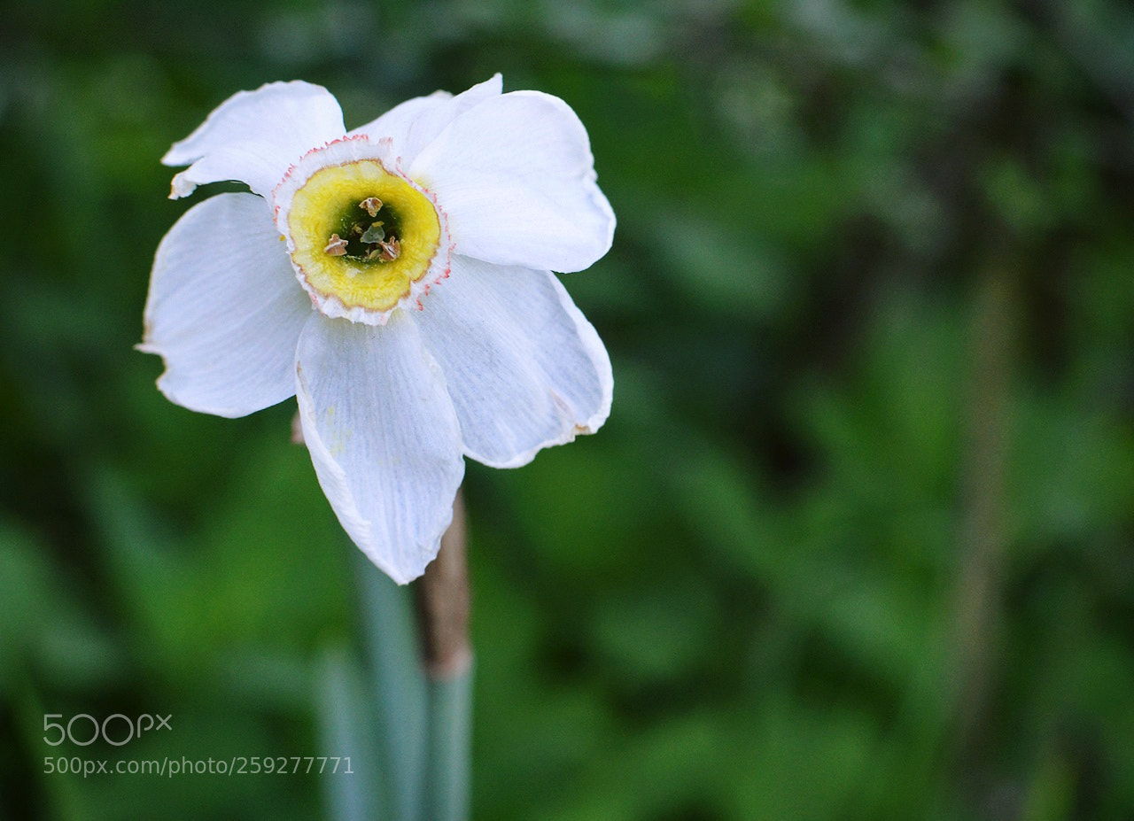 Nikon D3200 + Nikon AF-S DX Nikkor 35mm F1.8G sample photo. *** photography