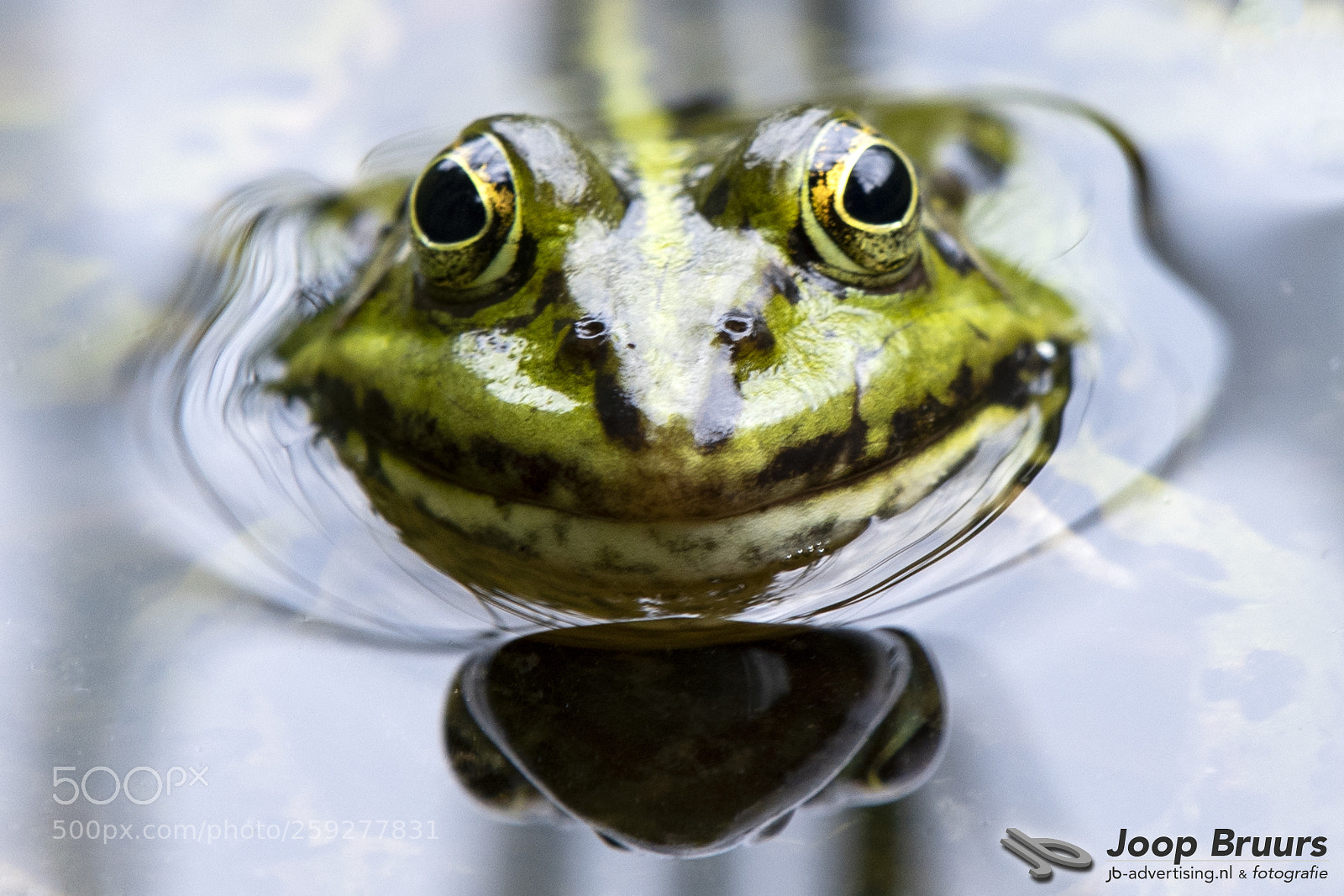 Nikon D750 sample photo. I see you... photography