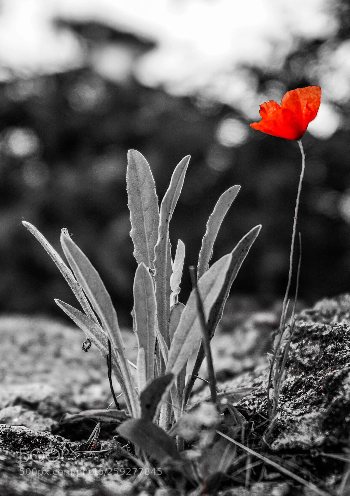 Sony a6000 sample photo. Little poppy growing on photography
