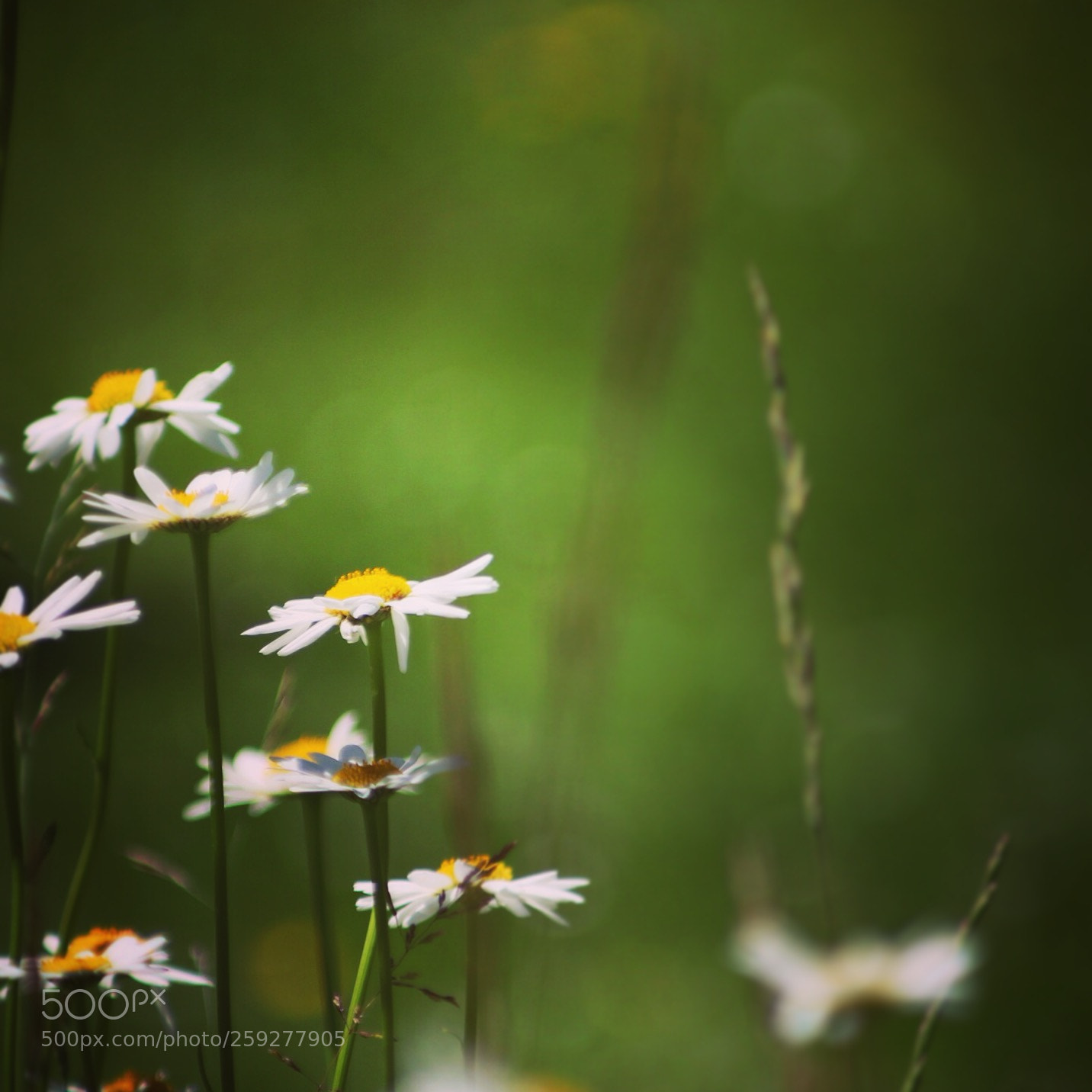Canon EOS 100D (EOS Rebel SL1 / EOS Kiss X7) sample photo. Daisy photography