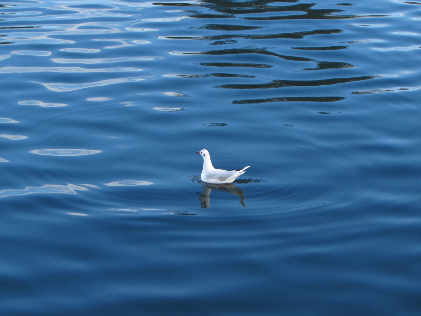 Canon PowerShot SX510 HS sample photo. Gaviota photography