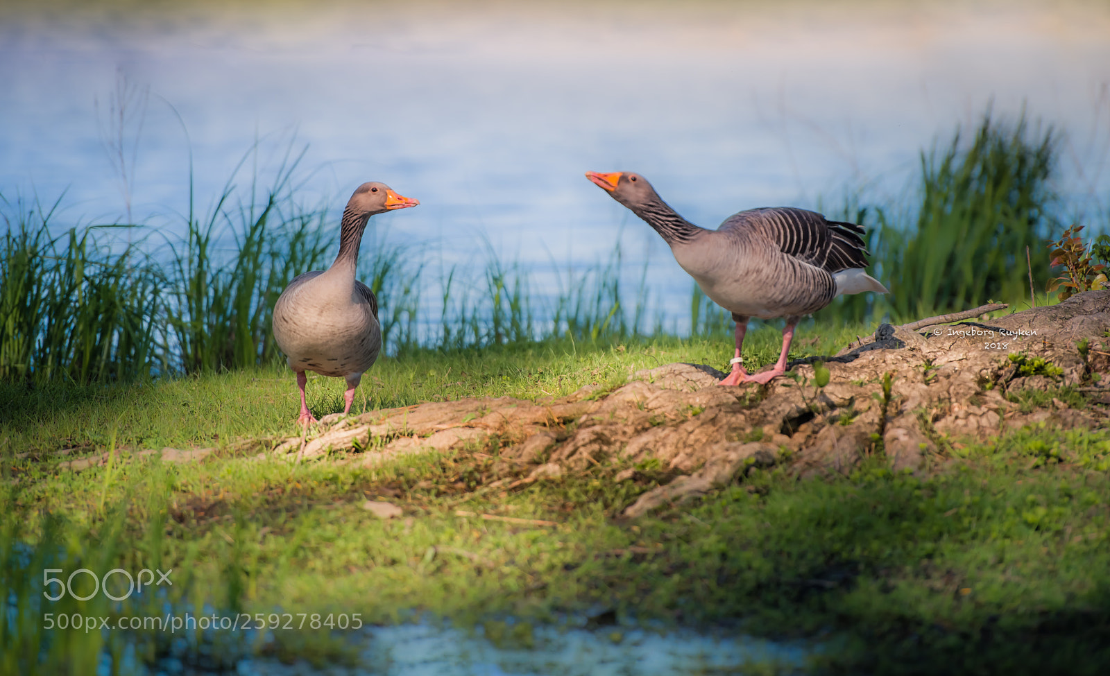 Nikon D800 sample photo. Goose vs goose photography