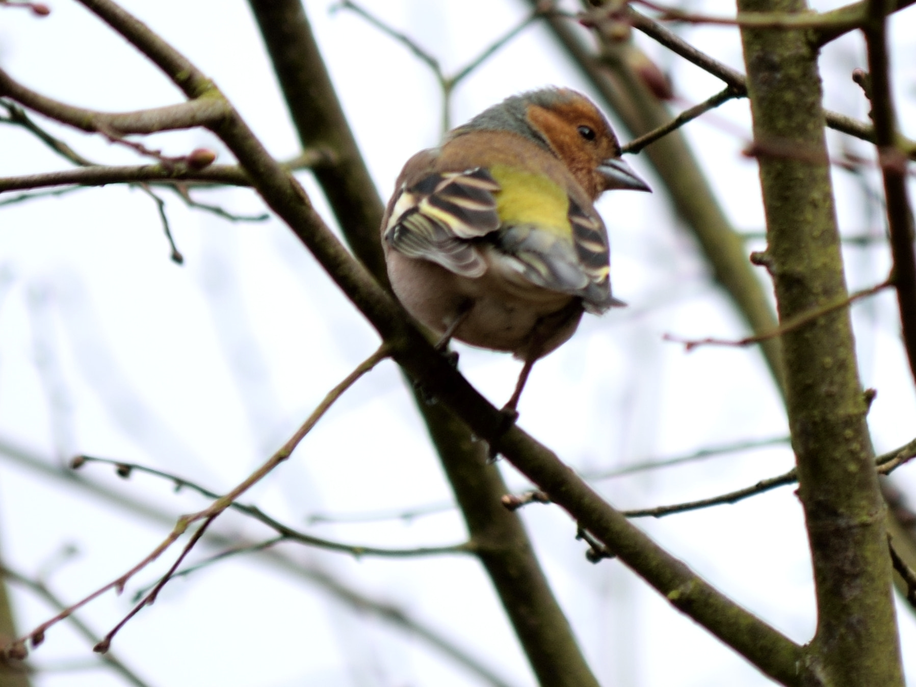 Nikon D5300 sample photo. Finch photography