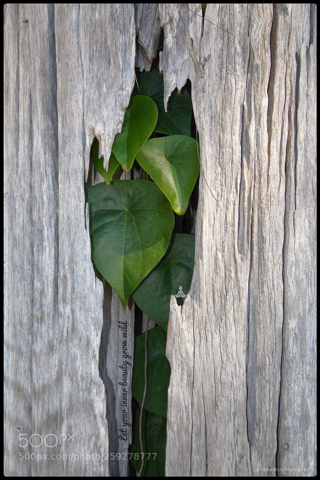 Canon EOS 700D (EOS Rebel T5i / EOS Kiss X7i) sample photo. 'let your inner beauty photography