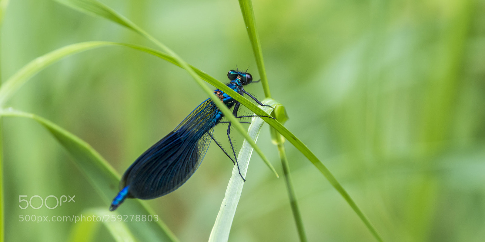 Canon EOS 7D Mark II sample photo. In blue .. photography
