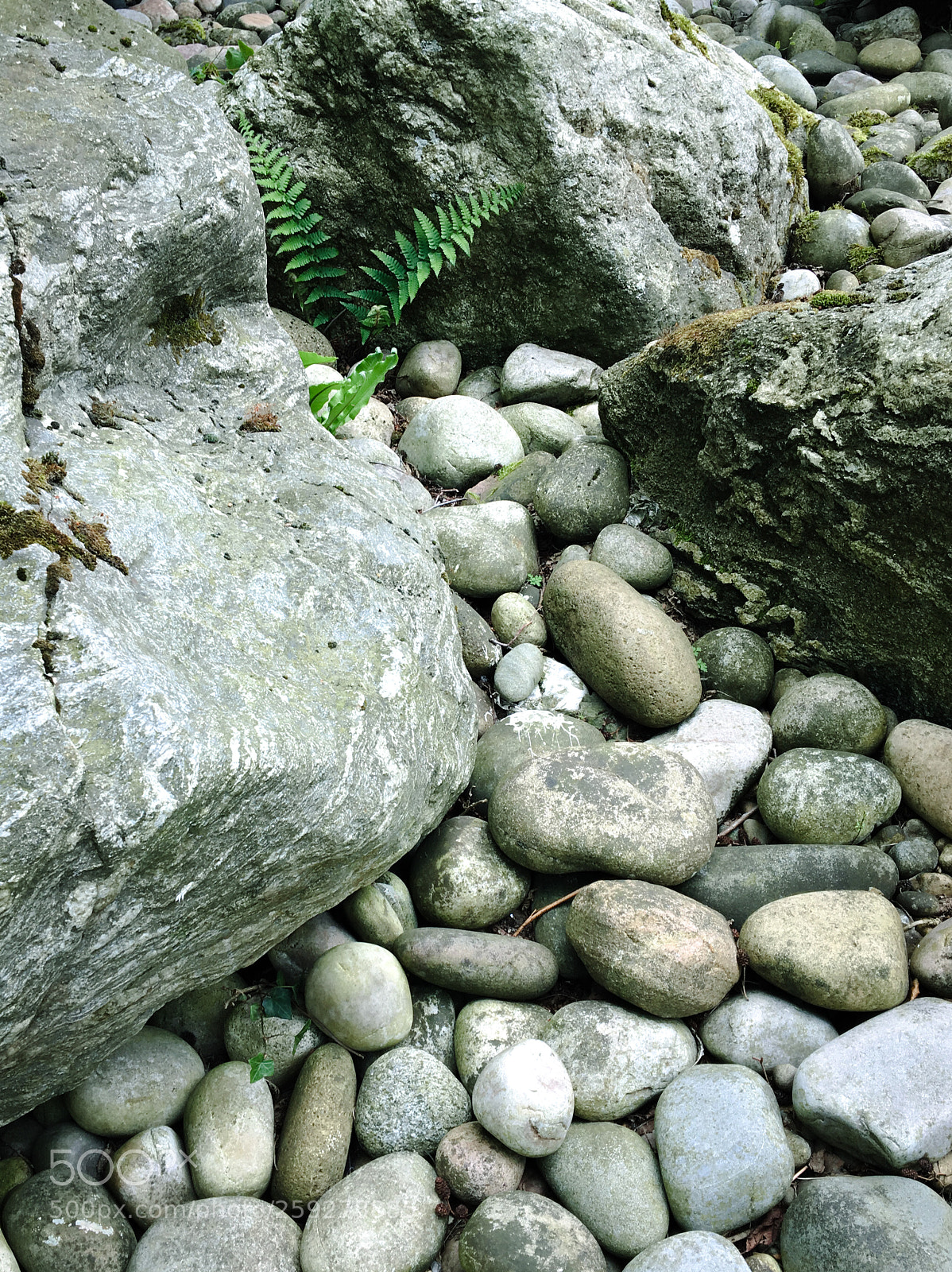 Apple iPhone 6s sample photo. Fern photography