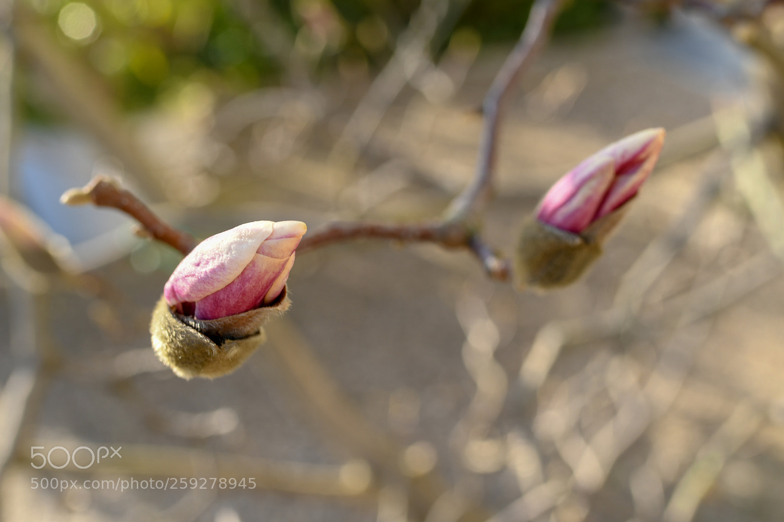 Nikon D7500 sample photo. The first witness of photography