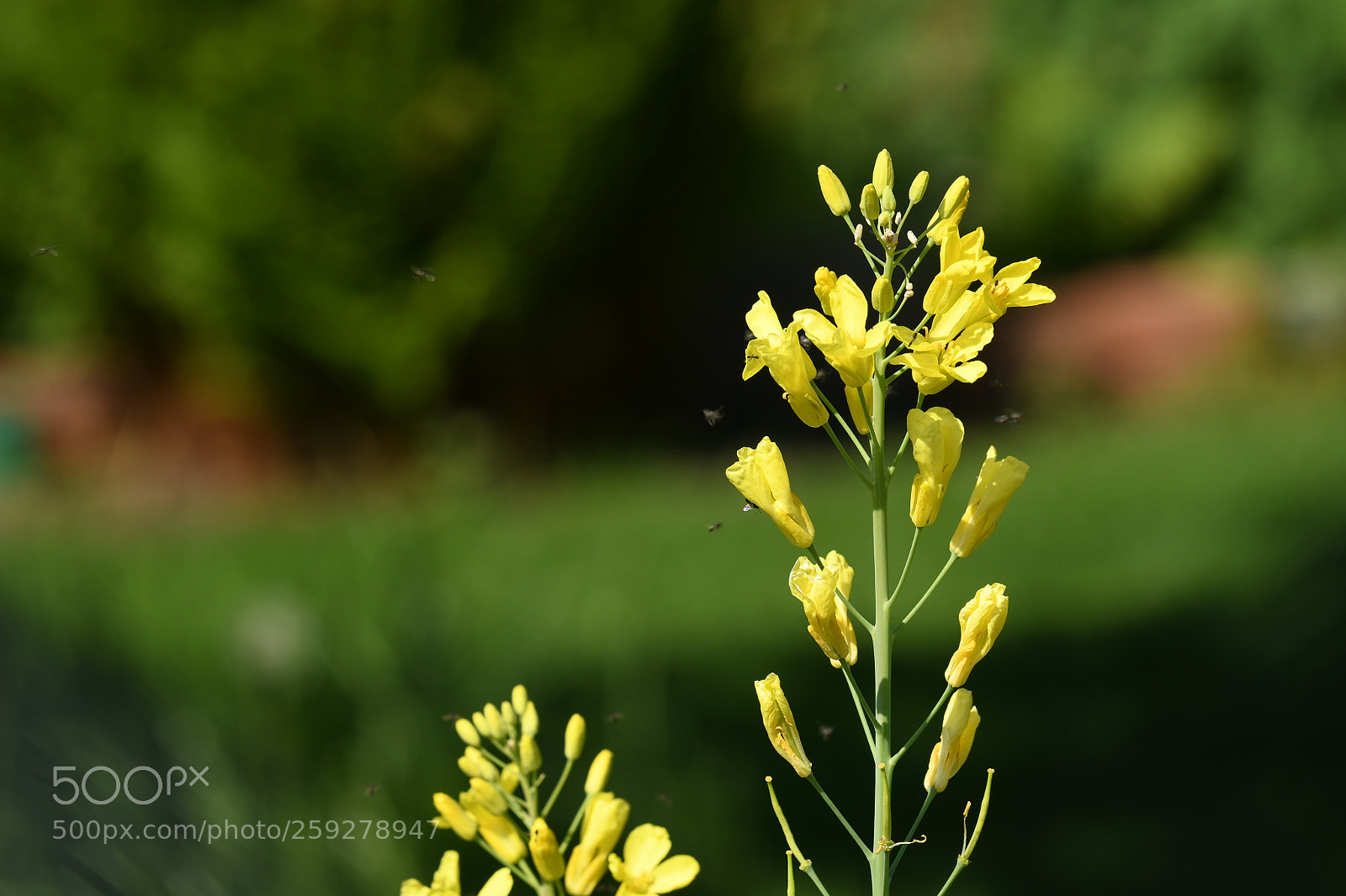 Nikon D7500 sample photo. Does it stink or photography