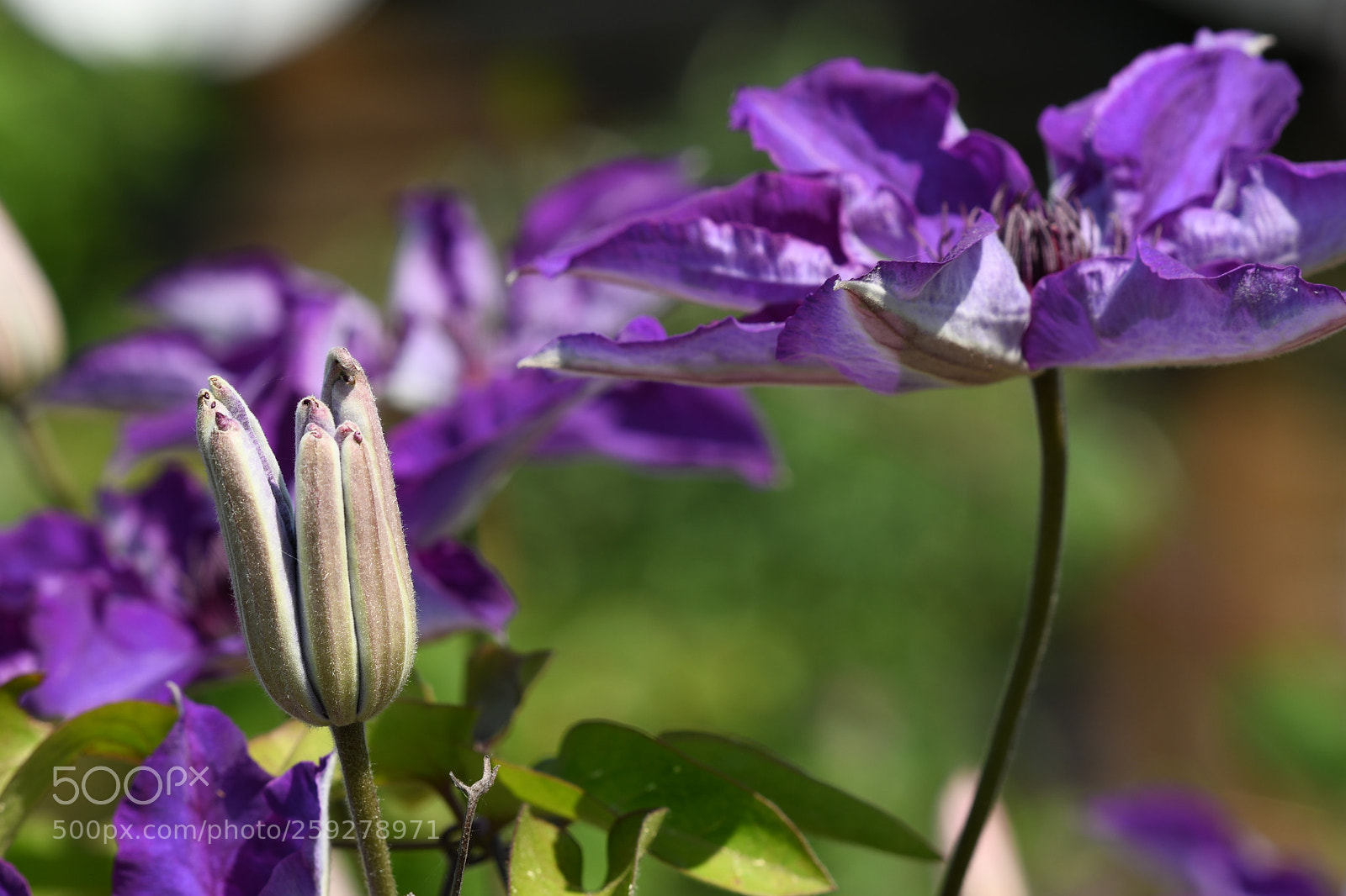 Nikon D7500 sample photo. Who can tell me photography