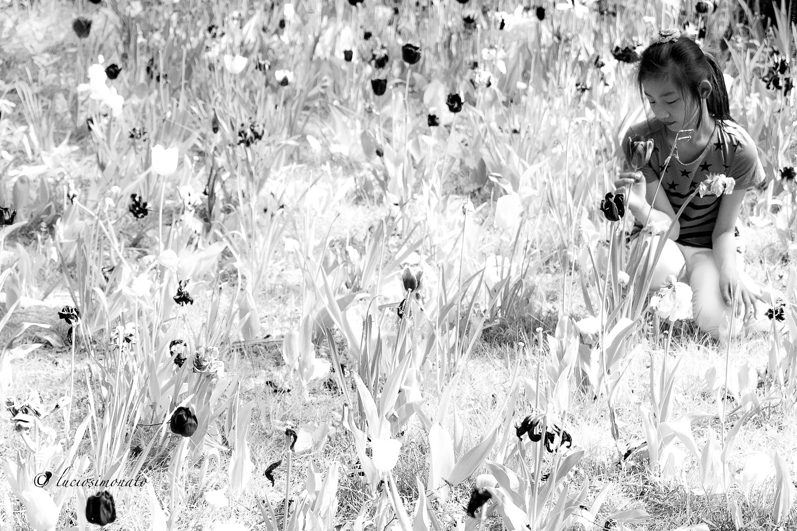 Olympus OM-D E-M1 sample photo. Flower among the flowers photography