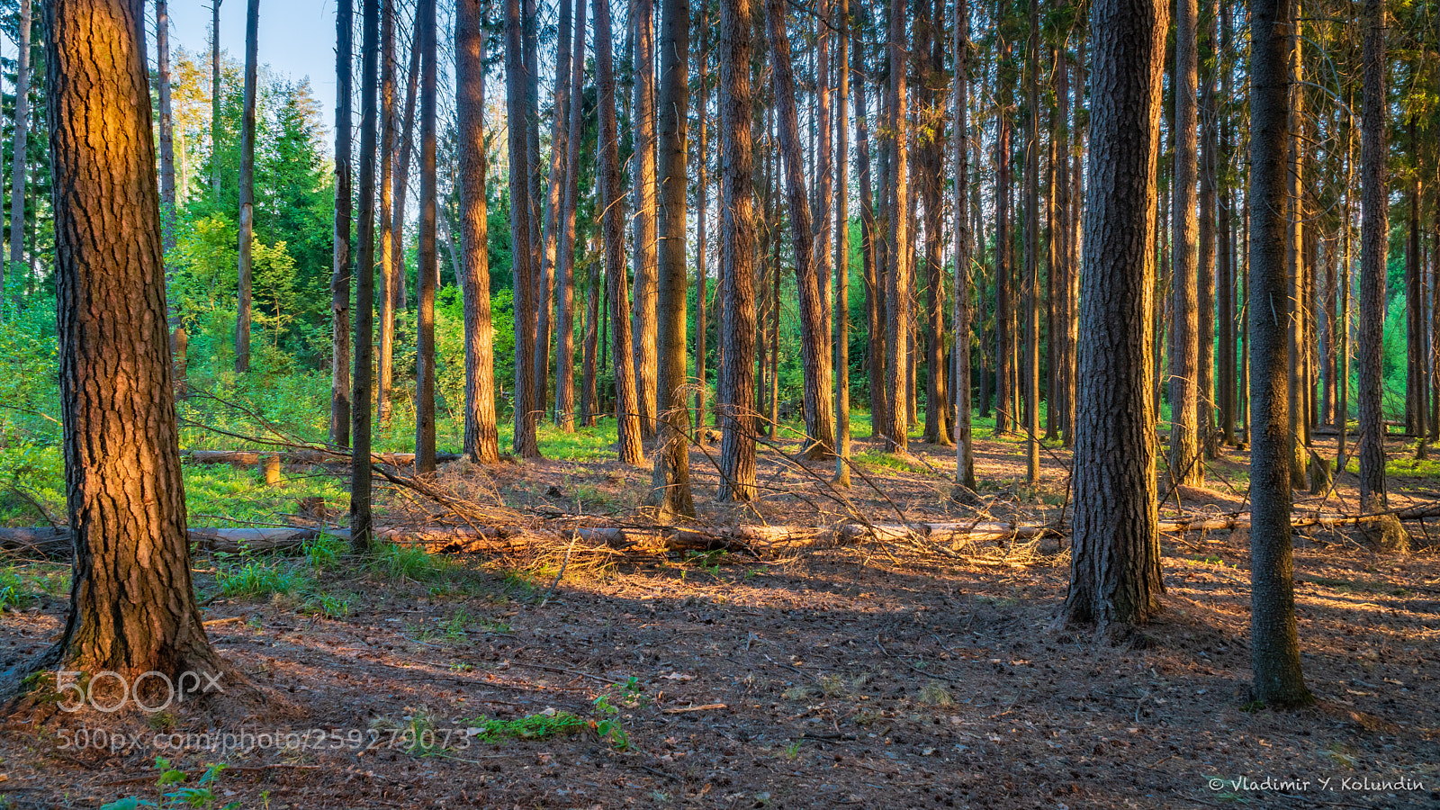 Sony a6300 sample photo. Pine forest photography