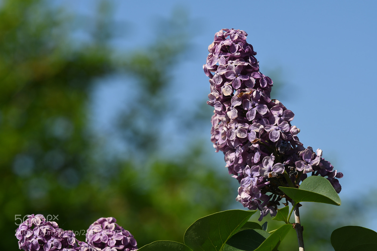 Nikon D7500 sample photo. My favourite spring tree photography