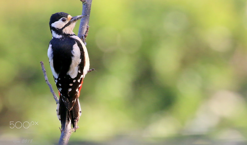 Canon EOS 70D sample photo. Greater spotted woodpecker photography