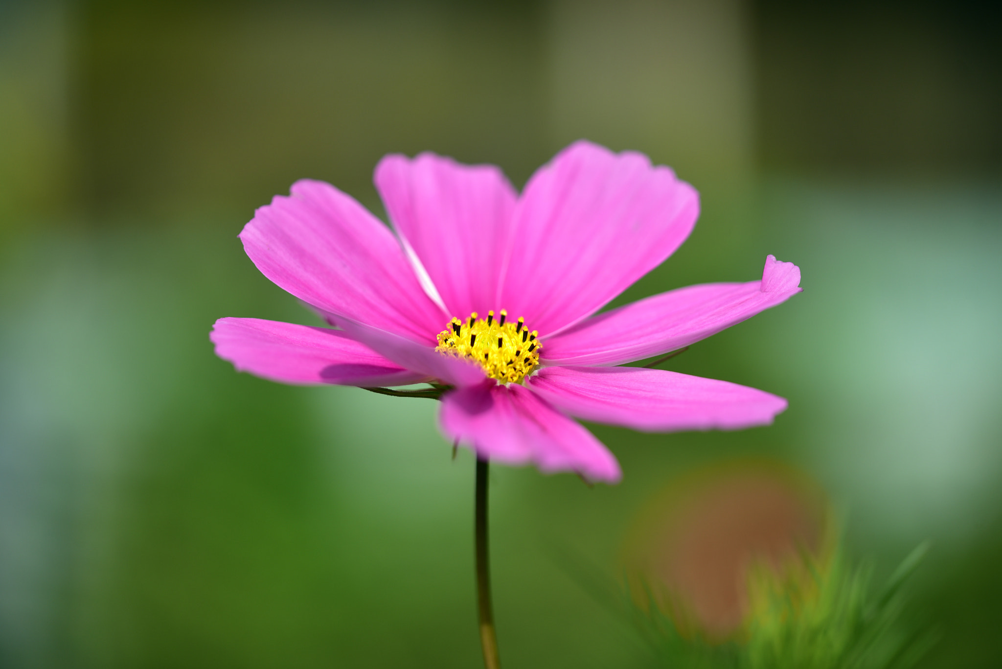 Sigma 105mm F2.8 EX DG OS HSM sample photo. 波斯菊 photography
