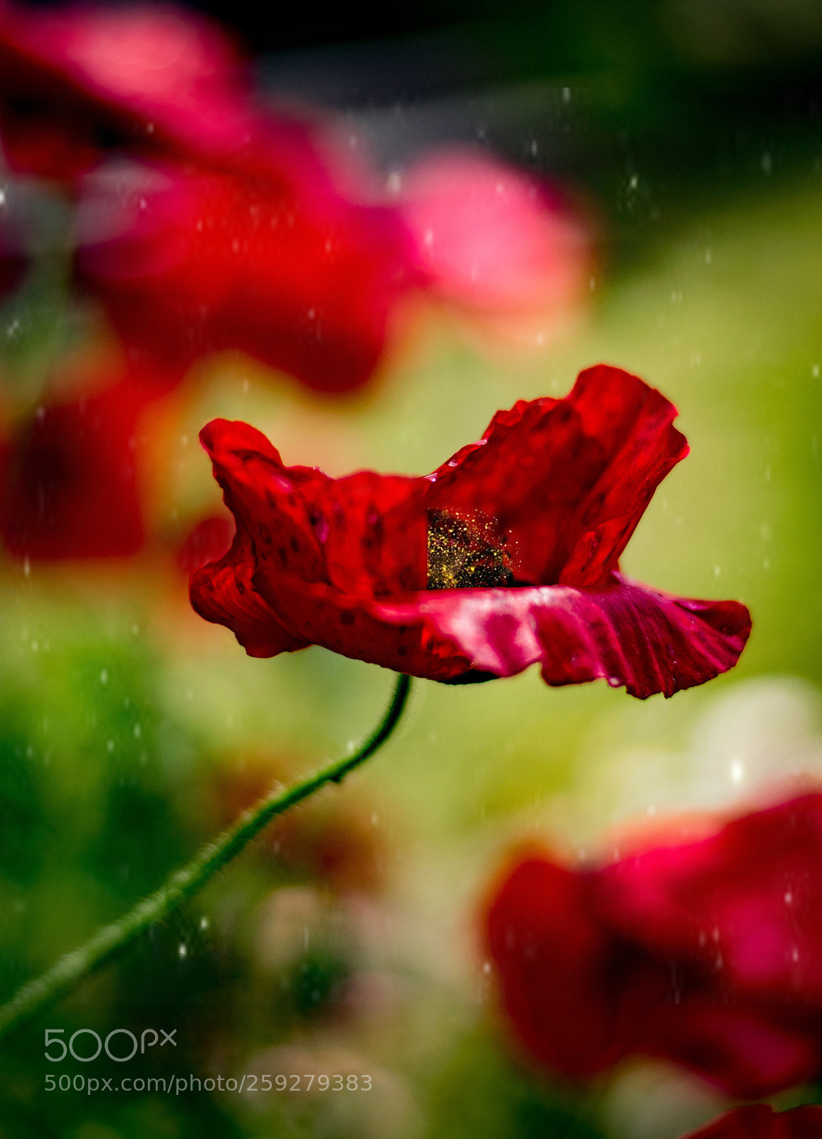 Nikon D5300 sample photo. Flora photography