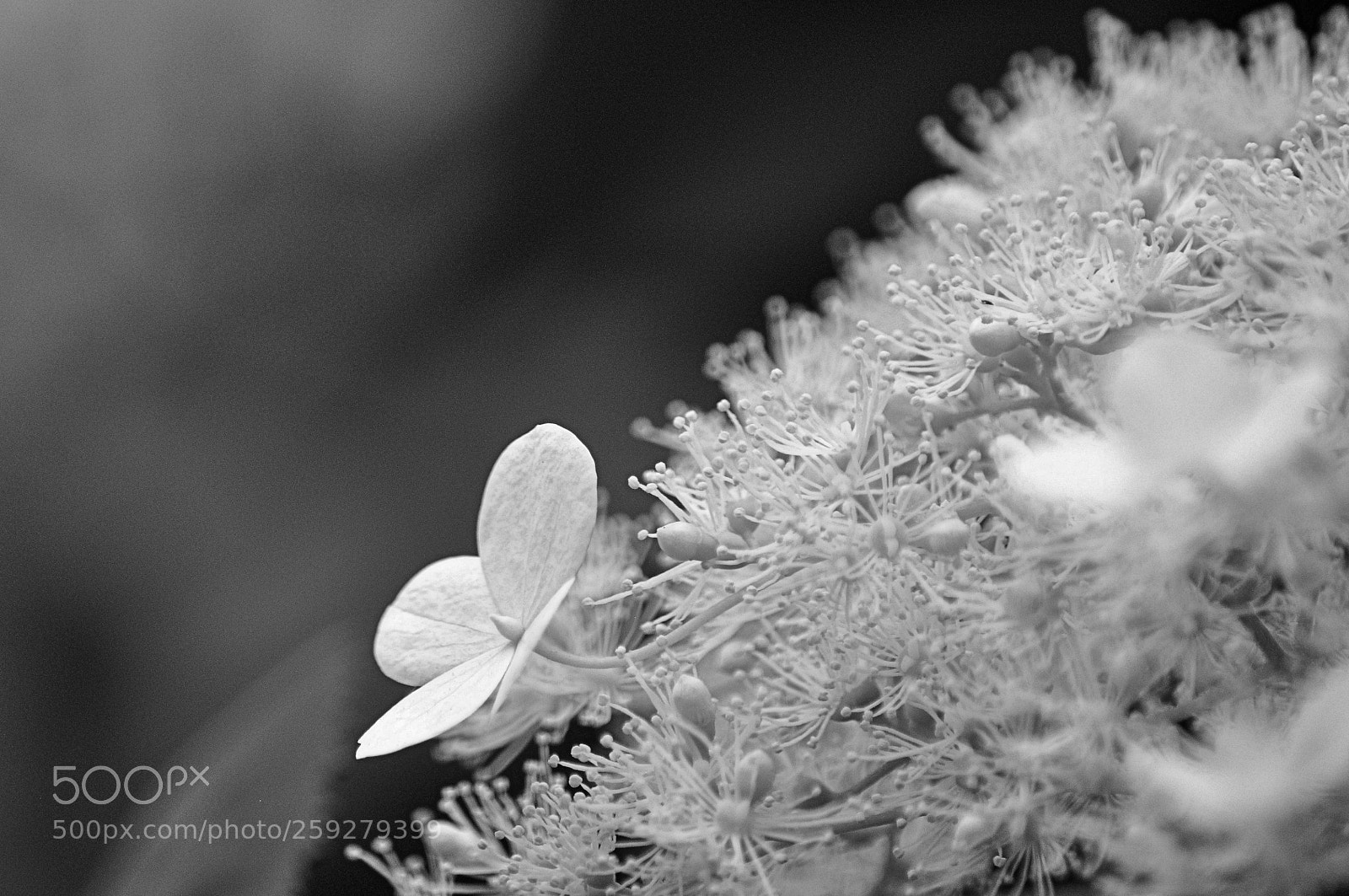 Nikon D90 sample photo. Hydrangea photography