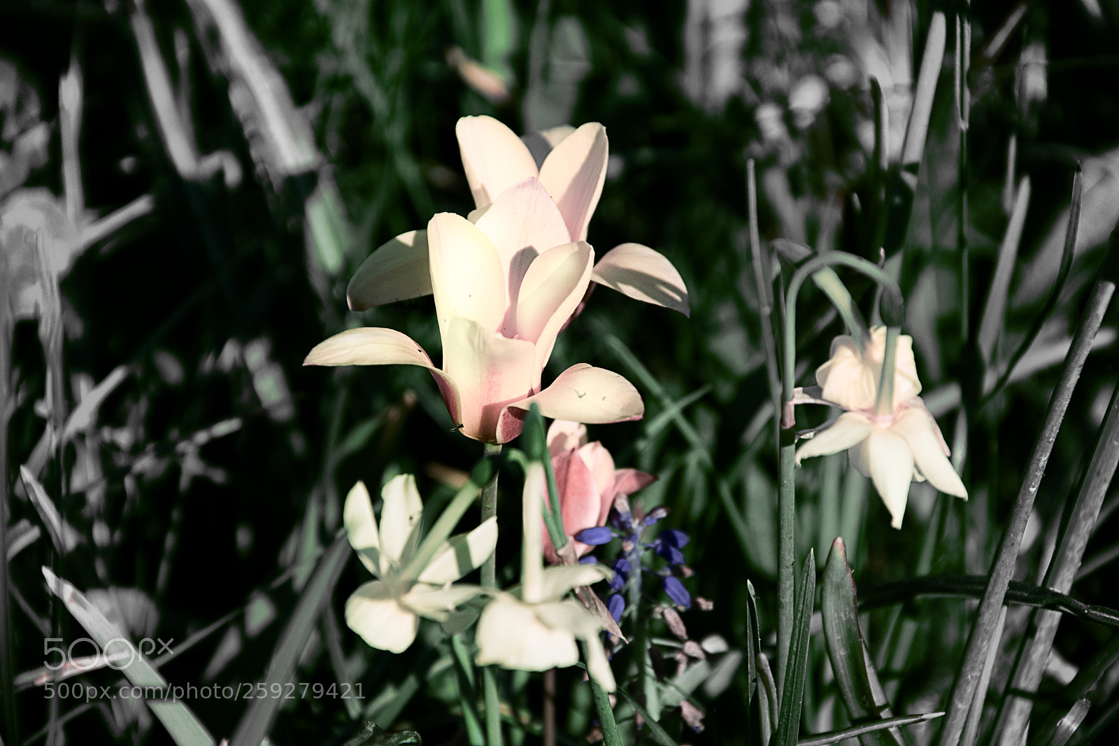 Nikon D5300 sample photo. Yellow flower photography