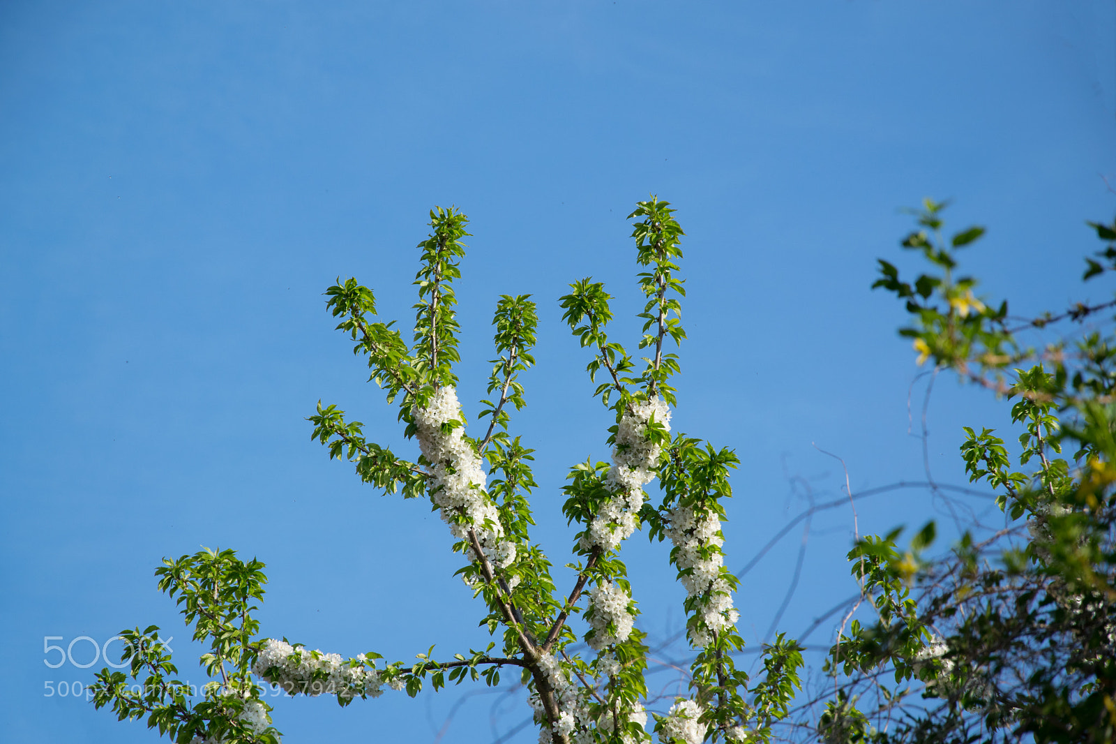 Nikon D5300 sample photo. Tree top photography
