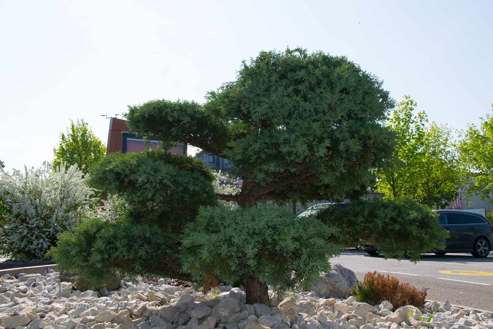Nikon D5300 sample photo. Green bush photography