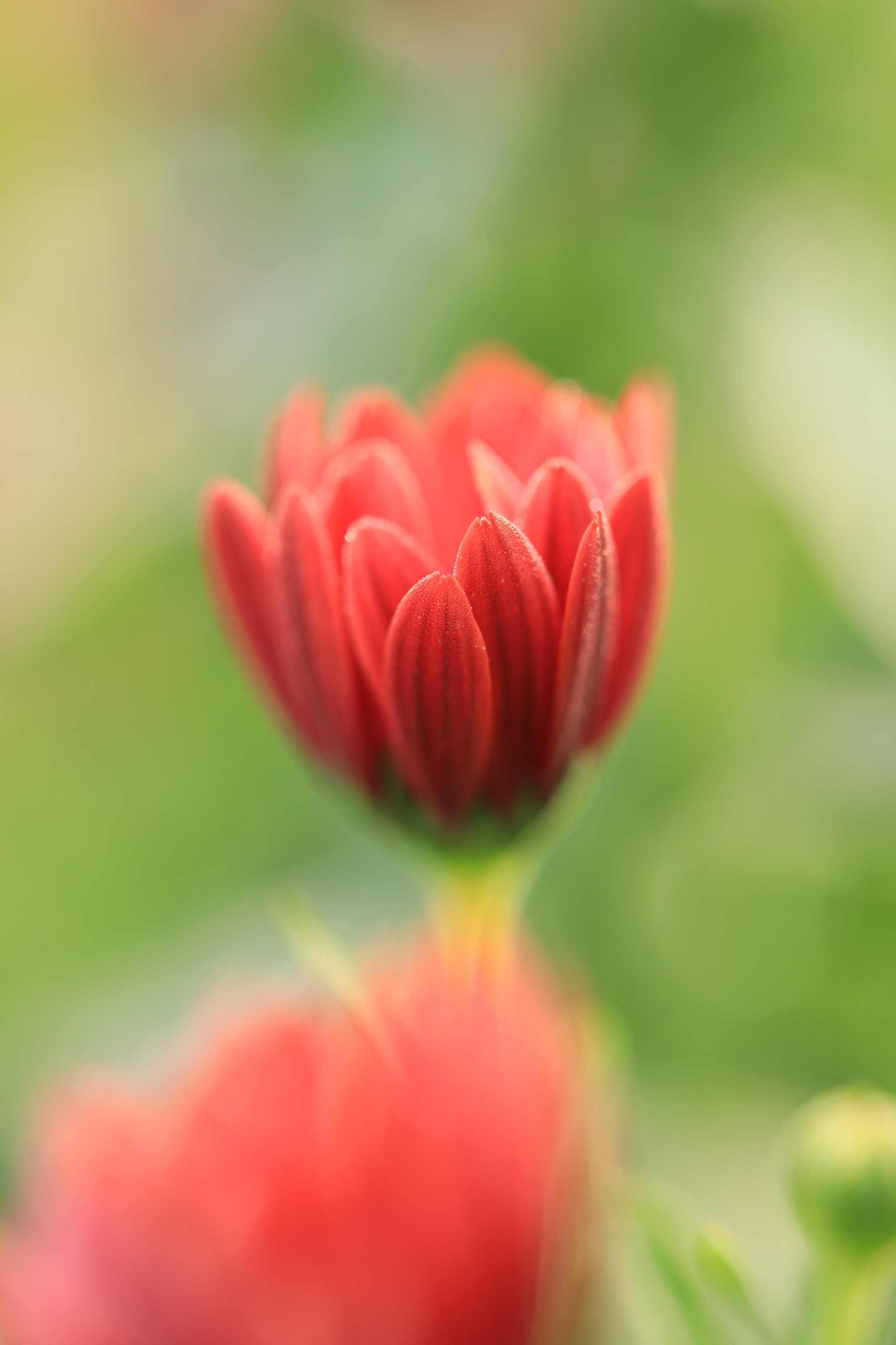 Canon EF 100mm F2.8L Macro IS USM sample photo. Dimorphotheca photography