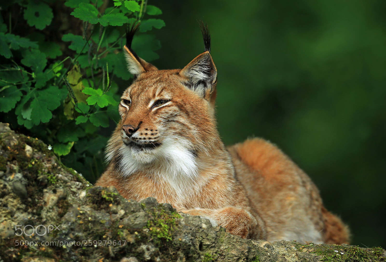 Canon EOS-1D X sample photo. Luchs photography