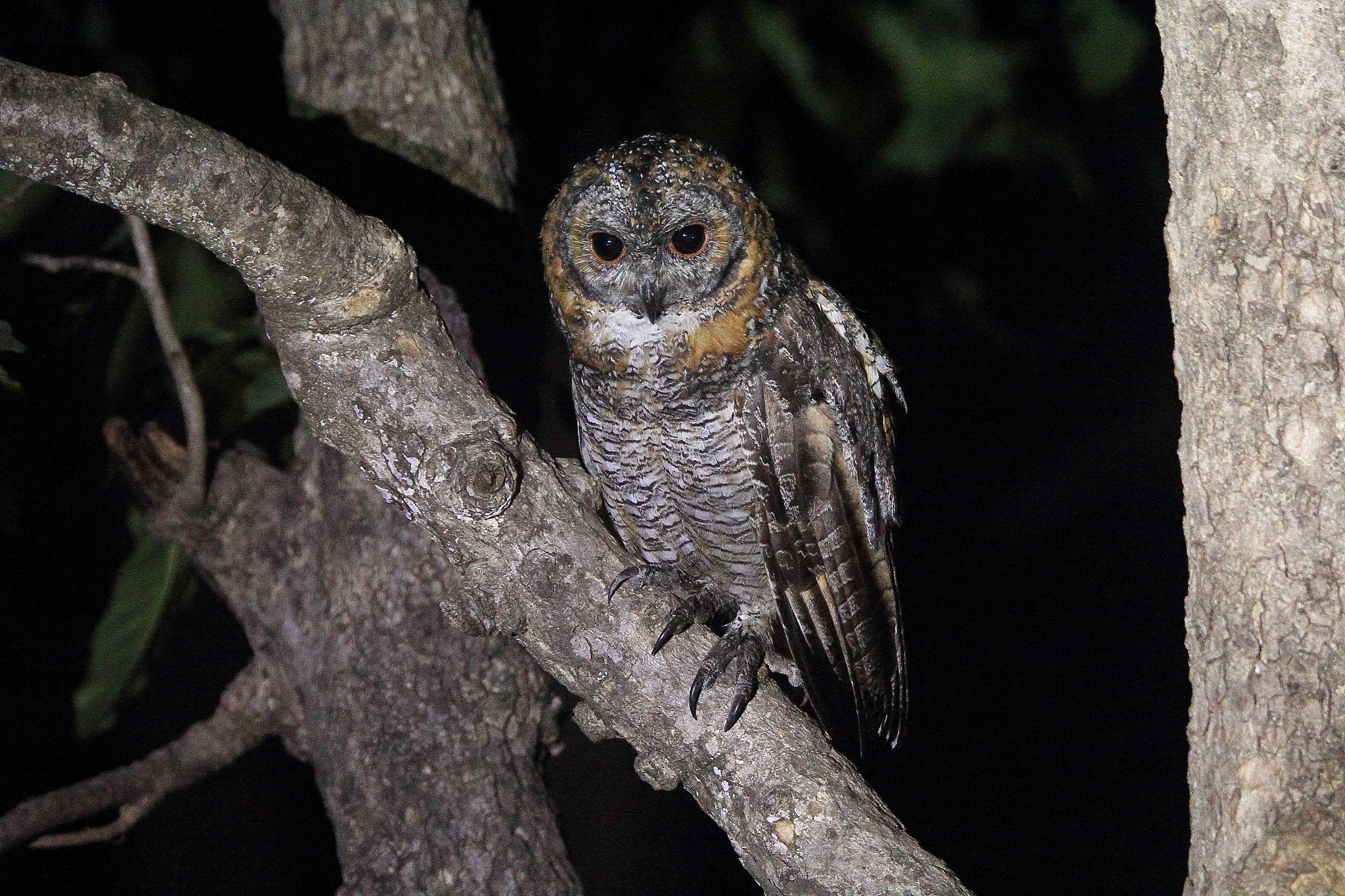 Tamron SP 150-600mm F5-6.3 Di VC USD sample photo. The mottled wood owl photography