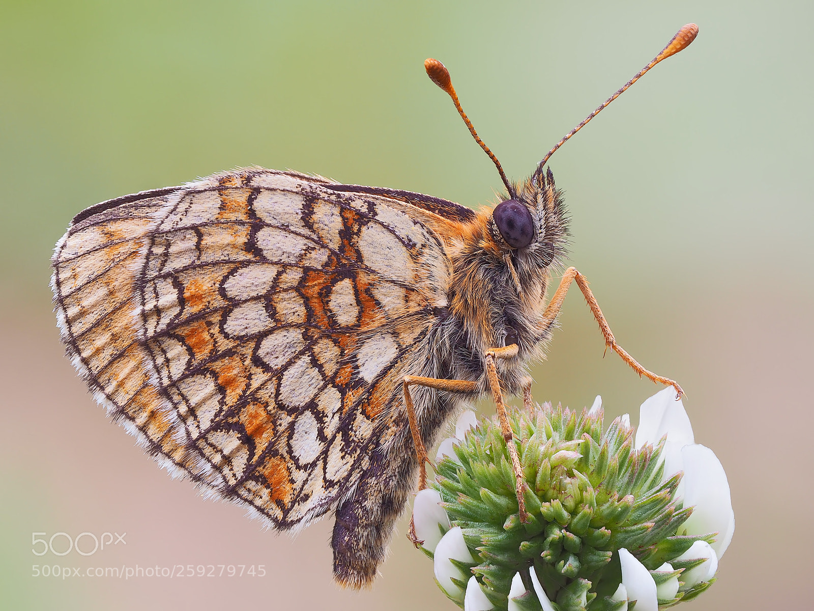 Olympus OM-D E-M10 II sample photo. Melitaea britomartis photography
