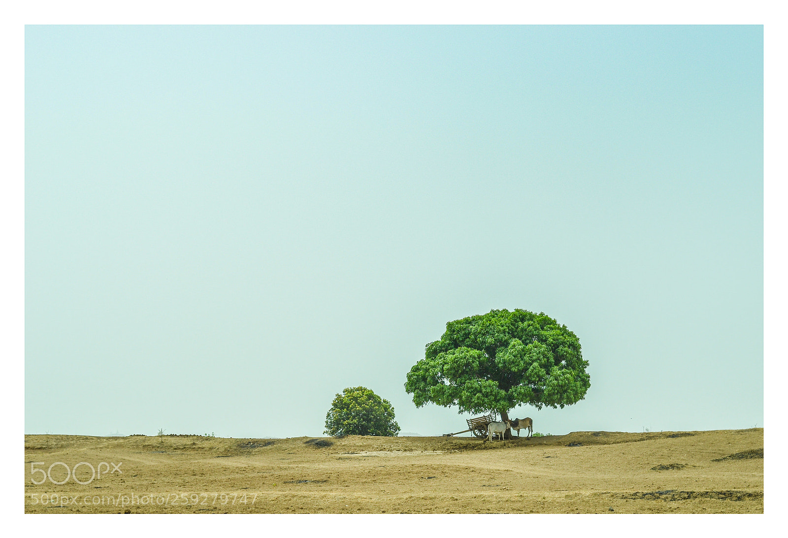 Nikon D5100 sample photo. Village_india photography