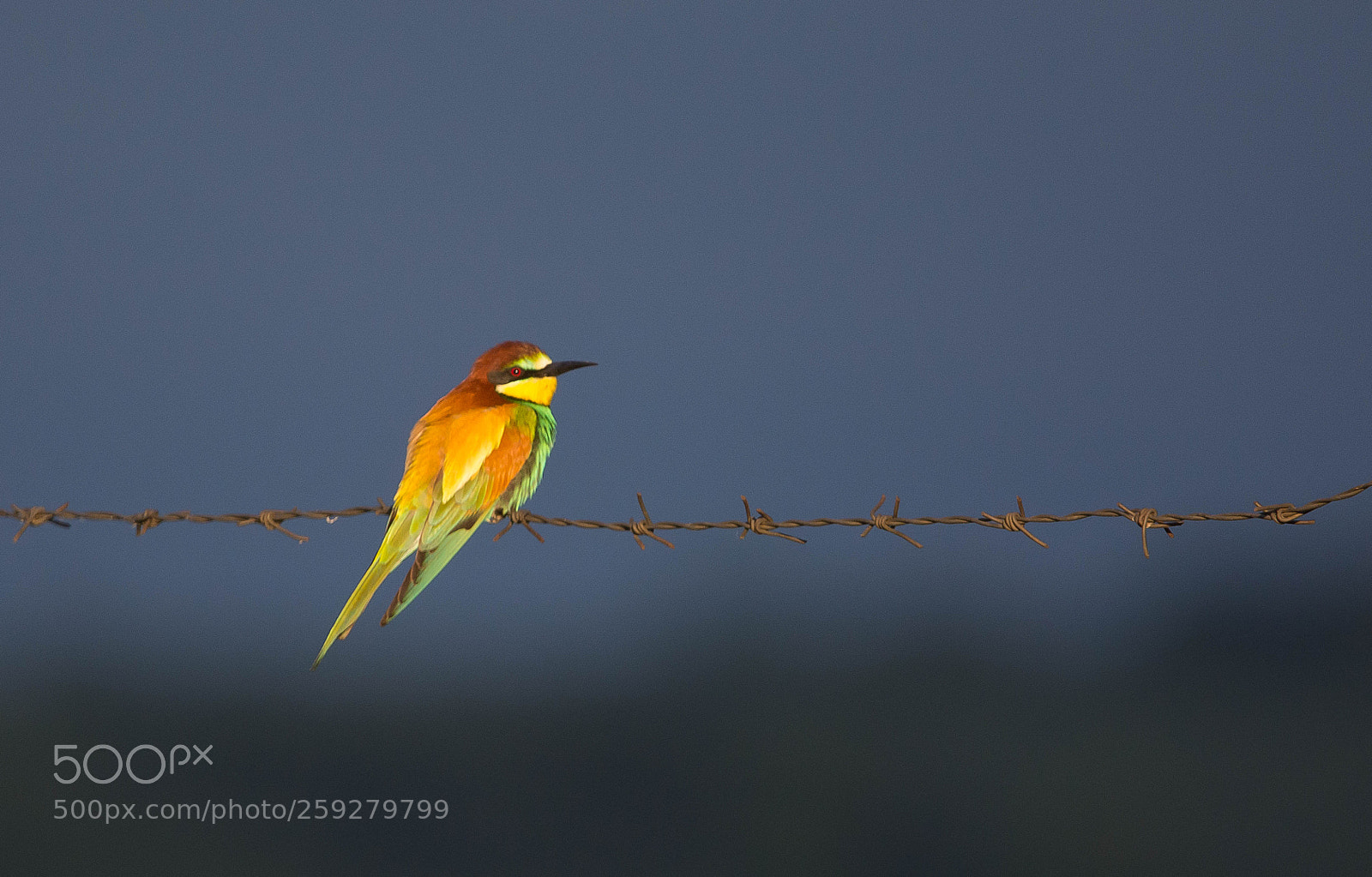 Nikon D7100 sample photo. Merops apiaster photography