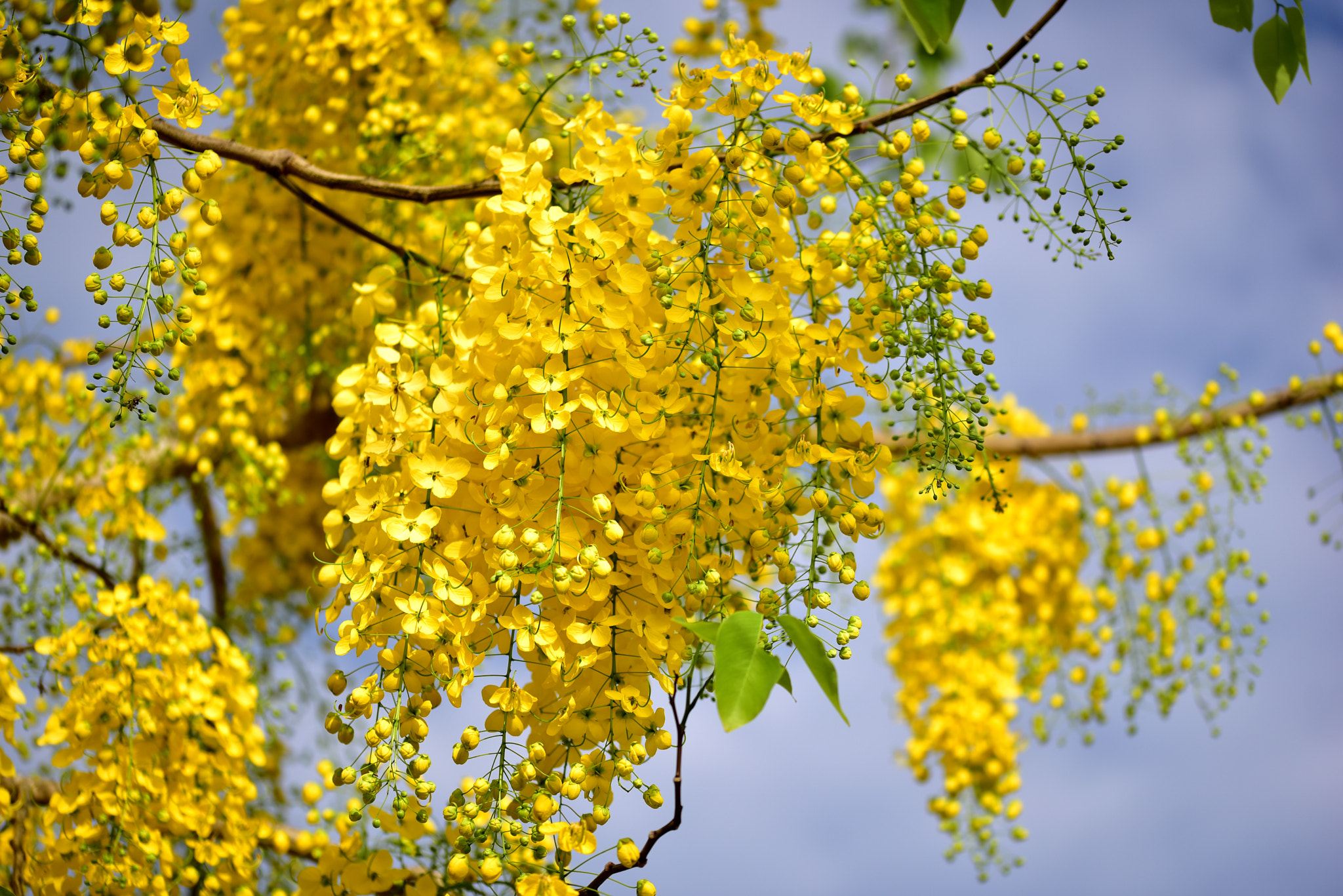 Sigma 105mm F2.8 EX DG OS HSM sample photo. 阿勃勒 photography