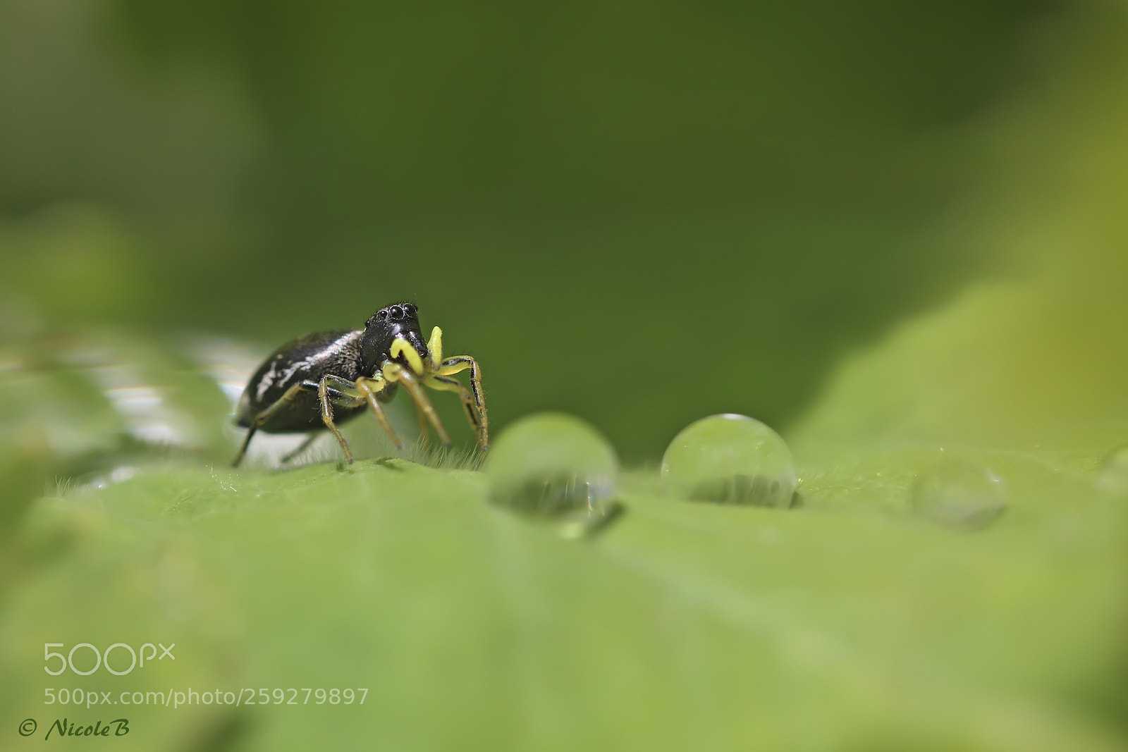 Canon EOS 750D (EOS Rebel T6i / EOS Kiss X8i) sample photo. Sonnenspringspinne und tropfen photography