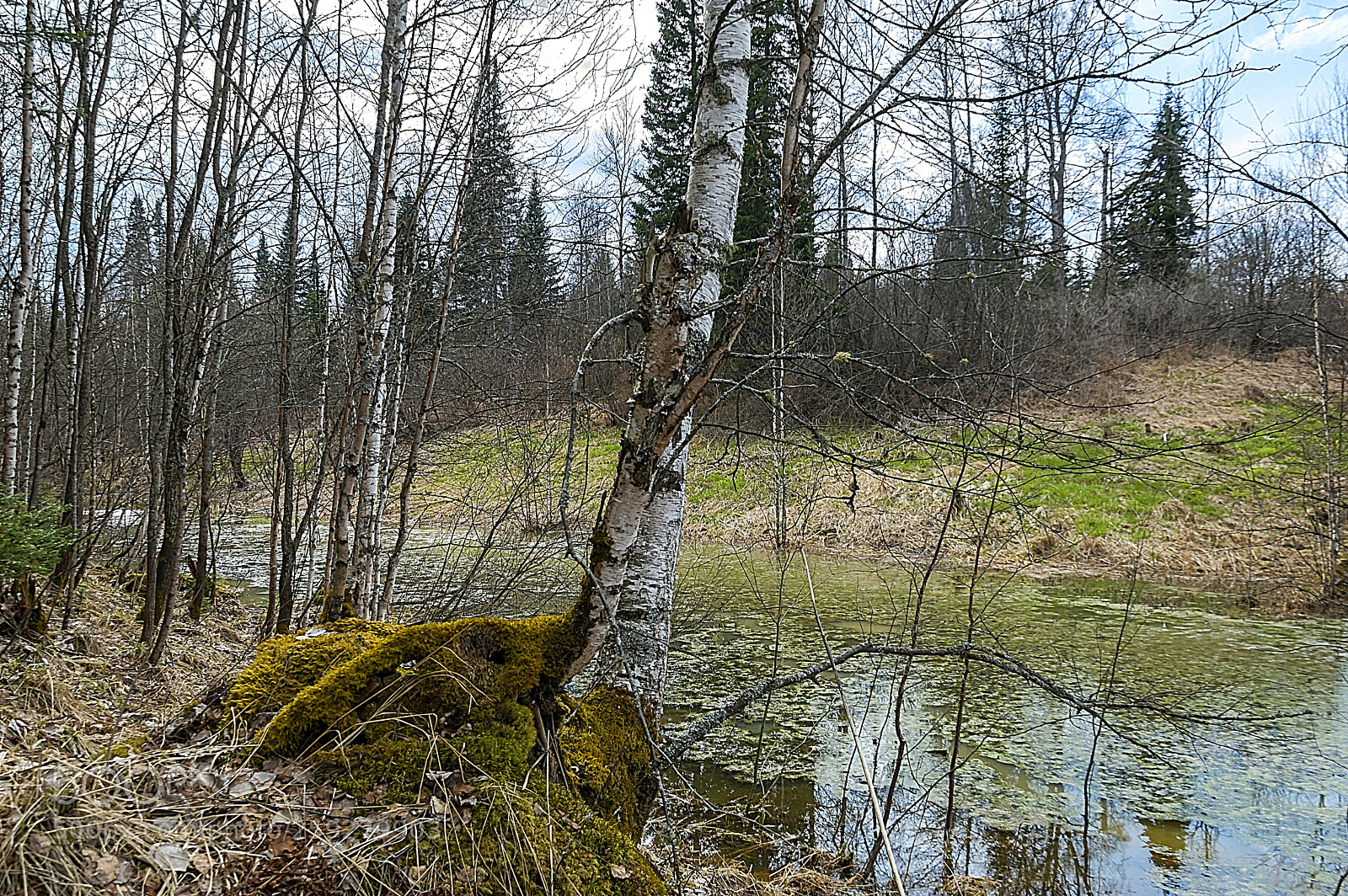 Nikon D3200 sample photo. Весенний лес photography