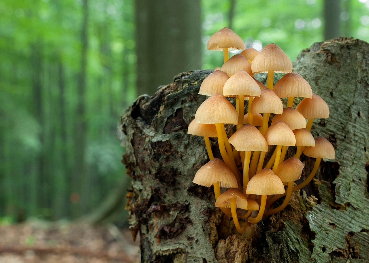 Olympus E-330 (EVOLT E-330) sample photo. Mycena renati ( beatiful bonnet) photography