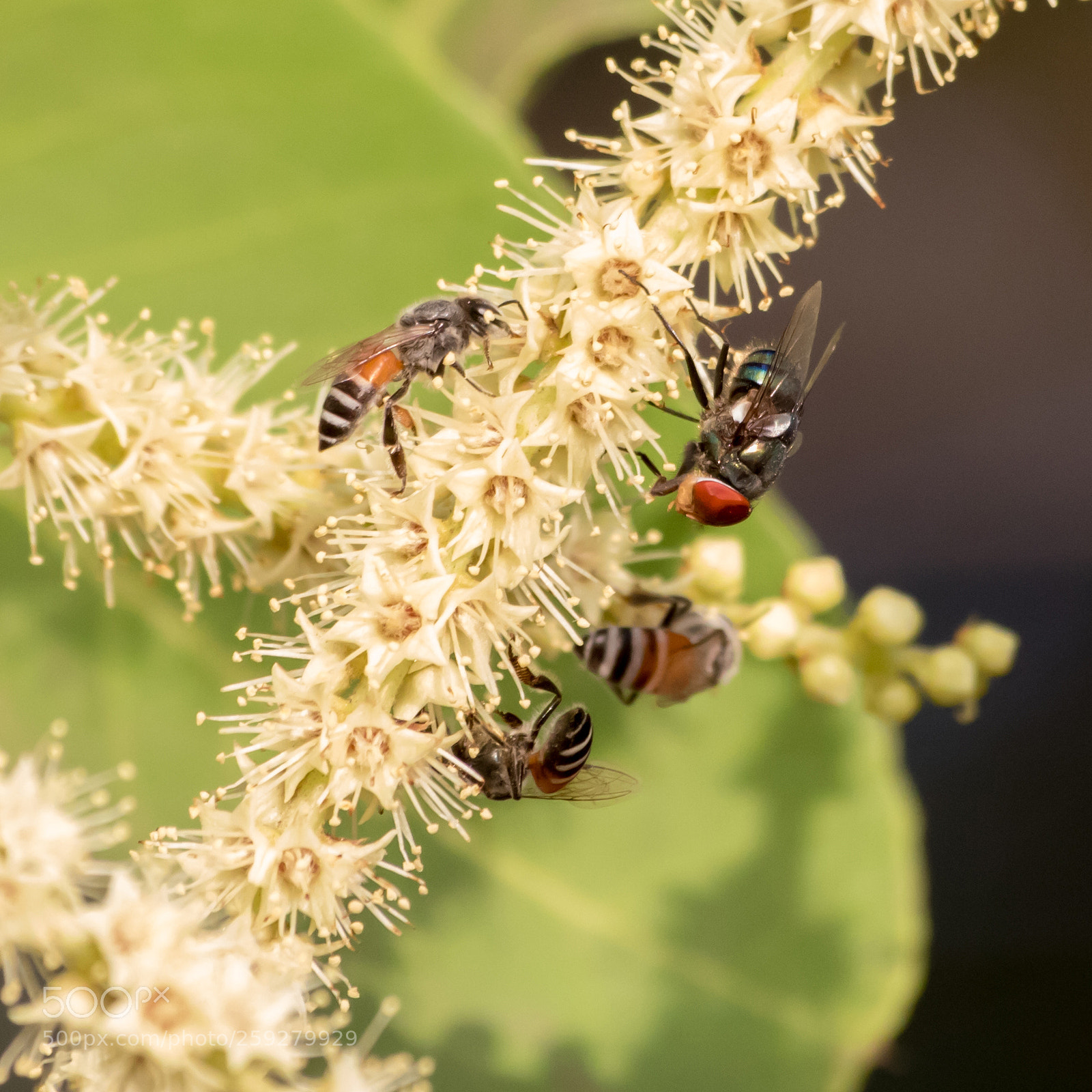 Canon EOS 750D (EOS Rebel T6i / EOS Kiss X8i) sample photo. Honey bee and fly photography